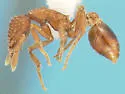 Strumigenys arizonica