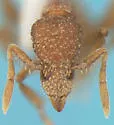 Strumigenys arizonica - photo 2