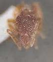 Strumigenys brevisetosa