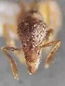 Strumigenys brevisetosa - photo 2
