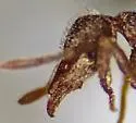 Strumigenys brevisetosa - photo 3
