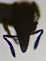 Strumigenys brevisetosa - photo 4