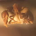 Strumigenys clypeata