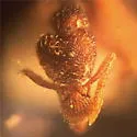 Strumigenys clypeata - photo 2