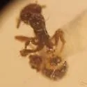 Strumigenys clypeata - photo 3