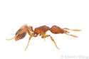 Strumigenys dietrichi