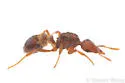 Strumigenys dietrichi - photo 2