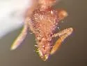 Strumigenys dietrichi - photo 3