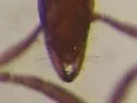 Strumigenys dietrichi - photo 5
