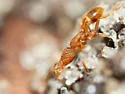 Strumigenys emmae