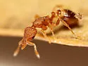 Strumigenys epinotalis