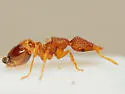 Strumigenys epinotalis - photo 2