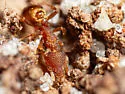 Strumigenys epinotalis - photo 3