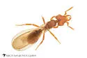 Strumigenys hexamera