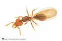 Strumigenys hexamera - photo 2