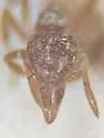 Strumigenys laevinasis - Strumigenys laevinasis