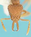 Strumigenys louisianae