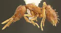 Strumigenys louisianae - photo 2