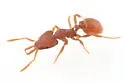 Strumigenys louisianae - photo 3