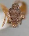 Strumigenys margaritae - photo 2