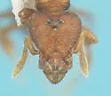 Strumigenys membranifera