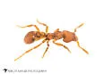 Strumigenys membranifera - photo 3
