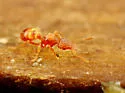Strumigenys metazytes - Strumigenys metazytes
