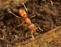 Strumigenys metazytes - photo 2