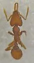 Strumigenys mixta_nr - Strumigenys mixtanr