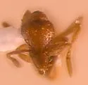 Strumigenys ornata - photo 2