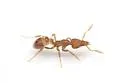 Strumigenys ornata - photo 4