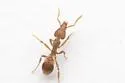 Strumigenys ornata - photo 5