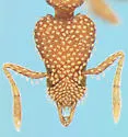 Strumigenys pergandei