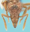 Strumigenys pilinasis