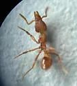 Strumigenys pilinasis - photo 4