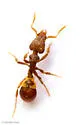 Strumigenys reflexa - photo 2