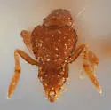 Strumigenys reflexa - photo 3