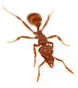Strumigenys reflexa - photo 4