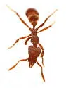 Strumigenys reflexa - photo 5