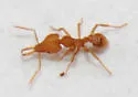 Strumigenys rogeri