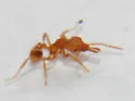 Strumigenys rogeri - photo 2
