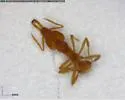 Strumigenys rogeri - photo 5
