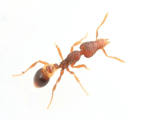Strumigenys rostrata - Strumigenys rostrata