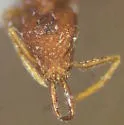 Strumigenys silvestrii