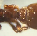 Strumigenys silvestrii - photo 3