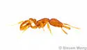 Strumigenys silvestrii - photo 5