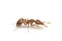 Strumigenys talpa - Strumigenys talpa