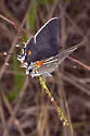 Caribbean Scrub-Hairstreak - Hodges#4343 - photo 2