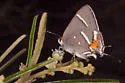 Caribbean Scrub-Hairstreak - Hodges#4343 - photo 3