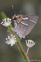 Caribbean Scrub-Hairstreak - Hodges#4343 - photo 4